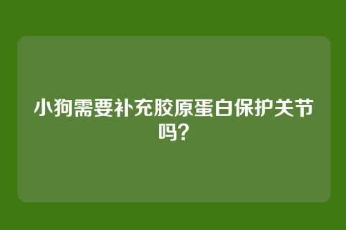 小狗需要补充胶原蛋白保护关节吗?