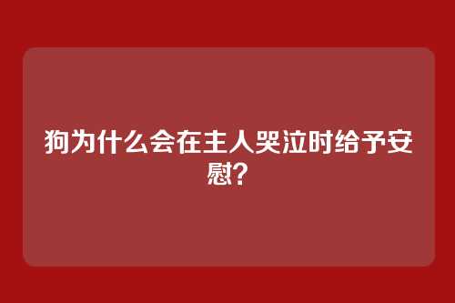 狗为什么会在主人哭泣时给予安慰?