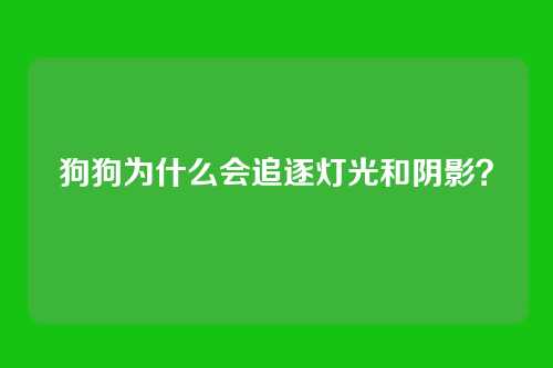 狗狗为什么会追逐灯光和阴影？