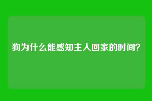 狗为什么能感知主人回家的时间？