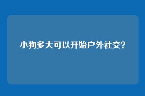 小狗多大可以开始户外社交？