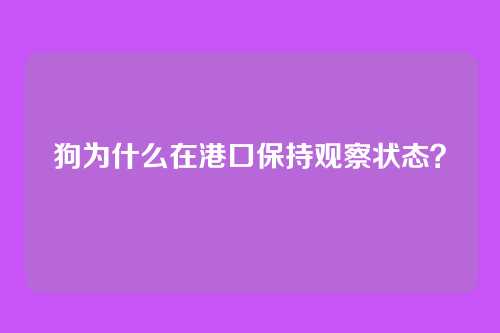 狗为什么在港口保持观察状态?