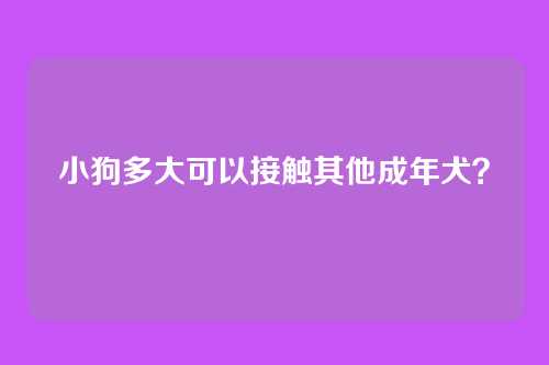 小狗多大可以接触其他成年犬?