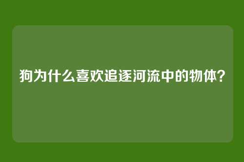 狗为什么喜欢追逐河流中的物体？
