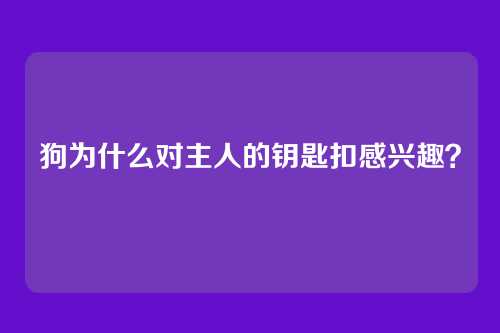狗为什么对主人的钥匙扣感兴趣？