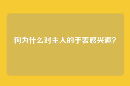 狗为什么对主人的手表感兴趣?