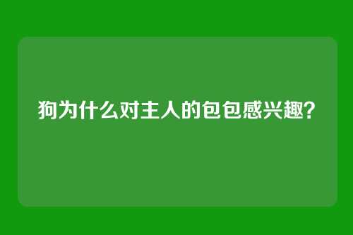 狗为什么对主人的包包感兴趣？