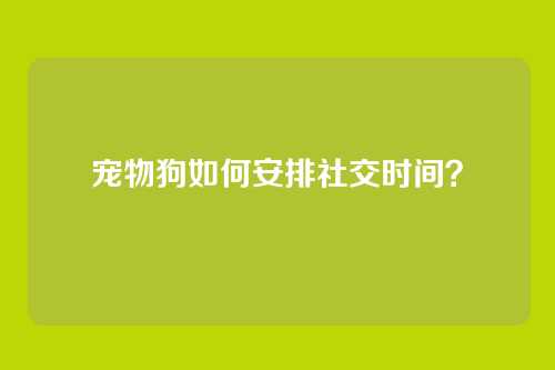 宠物狗如何安排社交时间?