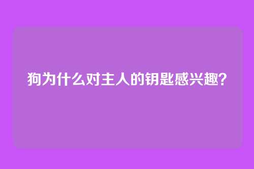 狗为什么对主人的钥匙感兴趣？