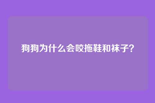 狗狗为什么会咬拖鞋和袜子?