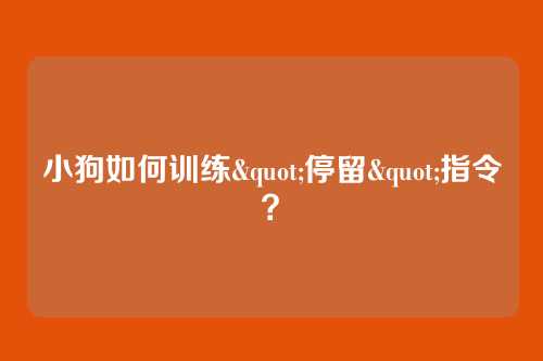 小狗如何训练"停留"指令？