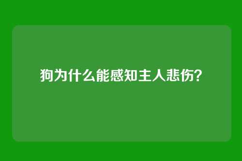 狗为什么能感知主人悲伤?