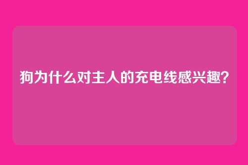 狗为什么对主人的充电线感兴趣？