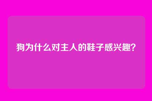 狗为什么对主人的鞋子感兴趣?