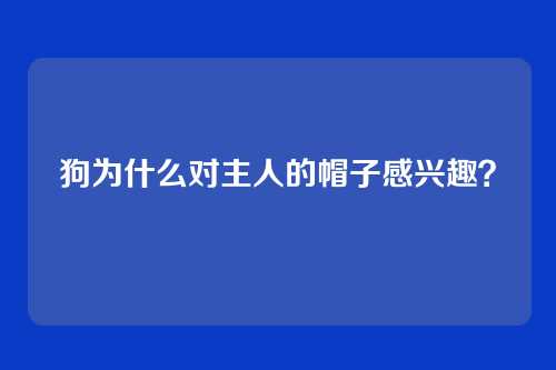 狗为什么对主人的帽子感兴趣？