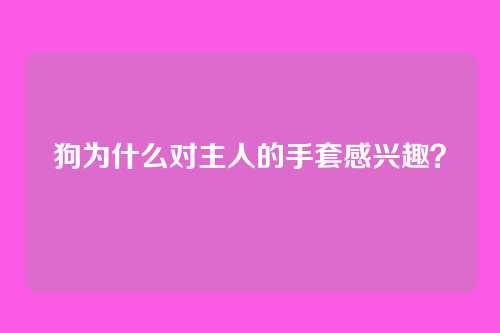 狗为什么对主人的手套感兴趣？