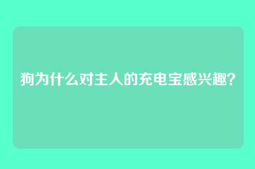 狗为什么对主人的充电宝感兴趣？