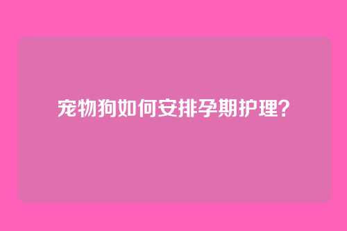 宠物狗如何安排孕期护理？