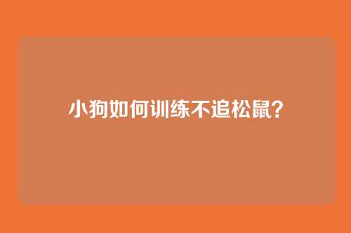 小狗如何训练不追松鼠？