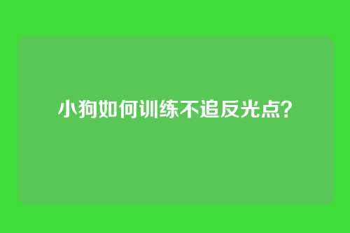 小狗如何训练不追反光点？