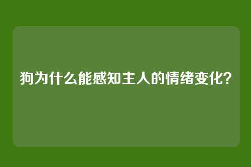 狗为什么能感知主人的情绪变化？