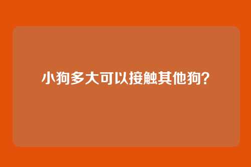 小狗多大可以接触其他狗？