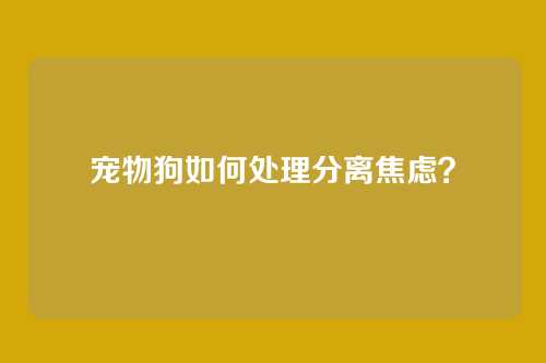 宠物狗如何处理分离焦虑？