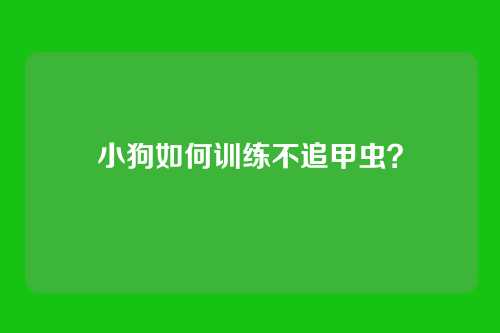 小狗如何训练不追甲虫？