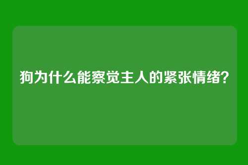 狗为什么能察觉主人的紧张情绪?