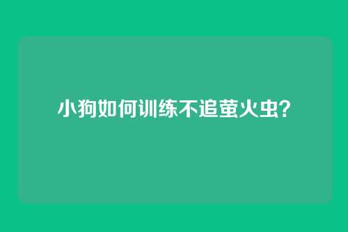 小狗如何训练不追萤火虫？