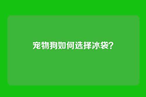 宠物狗如何选择冰袋?
