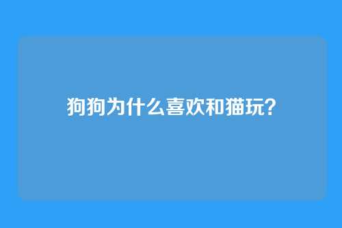 狗狗为什么喜欢和猫玩？