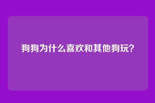 狗狗为什么喜欢和其他狗玩？