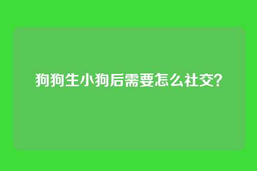 狗狗生小狗后需要怎么社交？