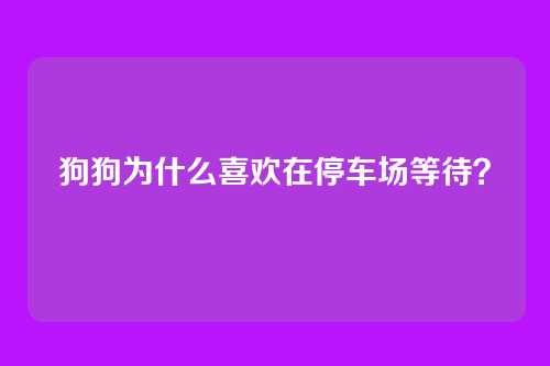狗狗为什么喜欢在停车场等待？