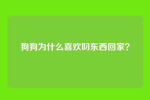 狗狗为什么喜欢叼东西回家？