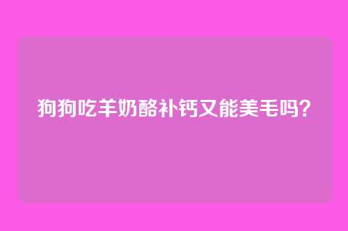 狗狗吃羊奶酪补钙又能美毛吗？