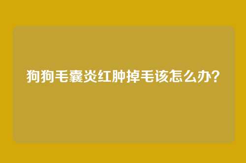 狗狗毛囊炎红肿掉毛该怎么办？