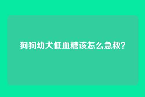 狗狗幼犬低血糖该怎么急救？