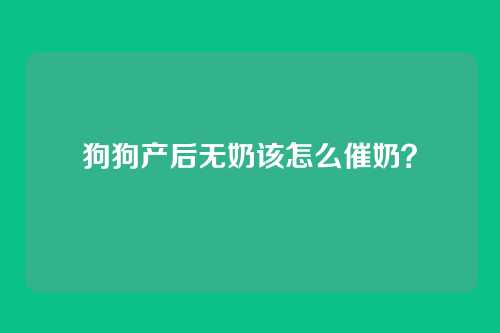 狗狗产后无奶该怎么催奶？