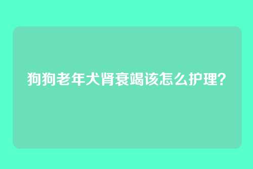 狗狗老年犬肾衰竭该怎么护理?
