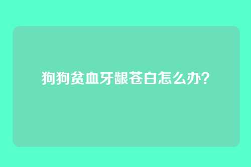 狗狗贫血牙龈苍白怎么办?