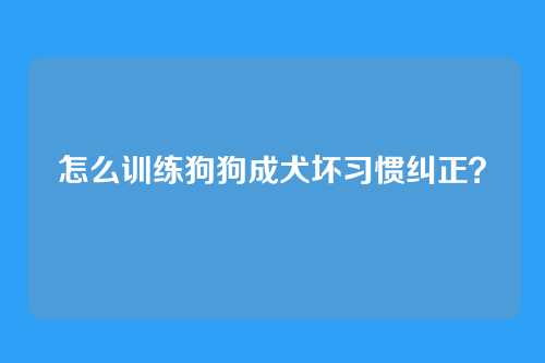 怎么训练狗狗成犬坏习惯纠正？