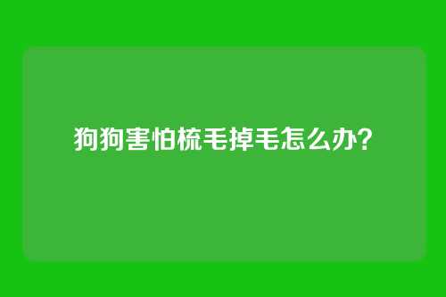狗狗害怕梳毛掉毛怎么办?