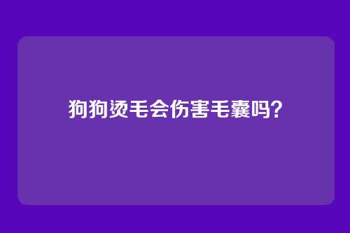 狗狗烫毛会伤害毛囊吗？