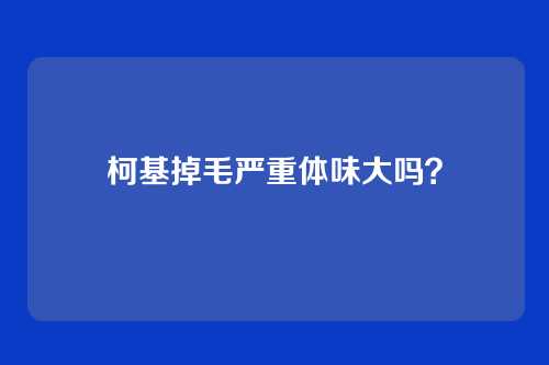 柯基掉毛严重体味大吗？