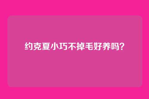 约克夏小巧不掉毛好养吗？