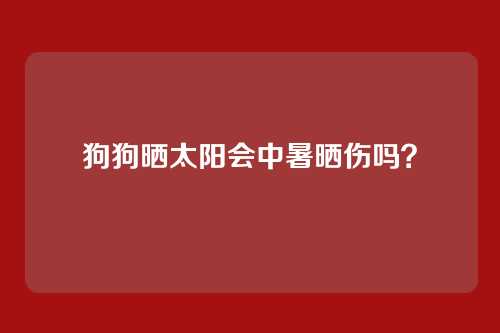 狗狗晒太阳会中暑晒伤吗？