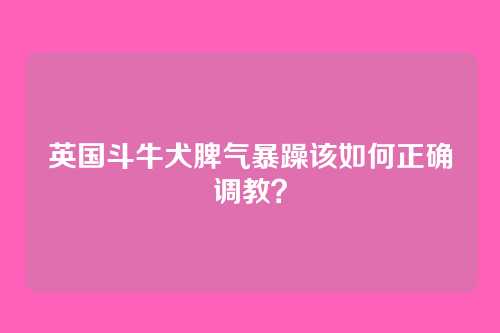 英国斗牛犬脾气暴躁该如何正确调教？