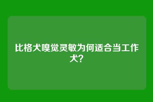 比格犬嗅觉灵敏为何适合当工作犬？